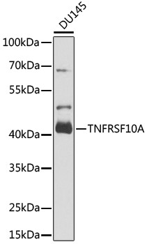 DR4 Antibody in Western Blot (WB)