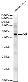 ADSL Antibody in Western Blot (WB)