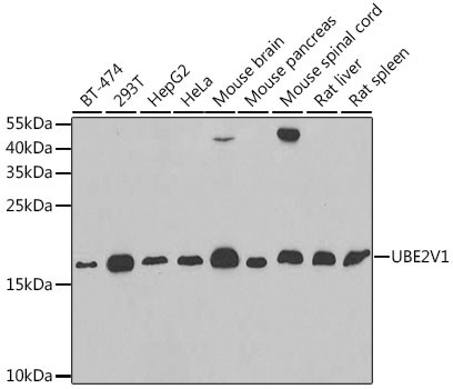 UBE2V1 Antibody in Western Blot (WB)