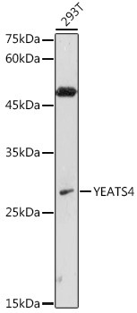 GAS41 Antibody in Western Blot (WB)