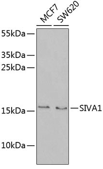 SIVA1 Antibody in Western Blot (WB)