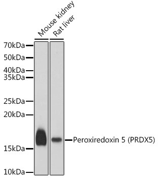 PRDX5 Antibody in Western Blot (WB)