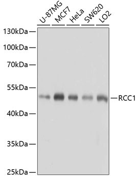 RCC1 Antibody in Western Blot (WB)