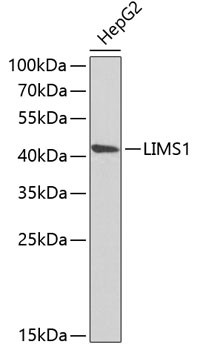 LIMS1 Antibody in Western Blot (WB)