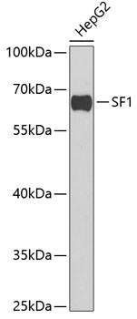 SF1 Antibody in Western Blot (WB)