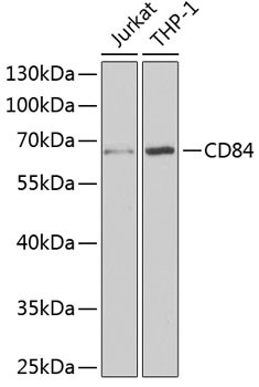 CD84 Antibody in Western Blot (WB)