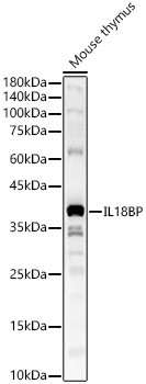 IL18BP Antibody in Western Blot (WB)