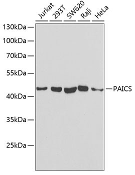 PAICS Antibody in Western Blot (WB)