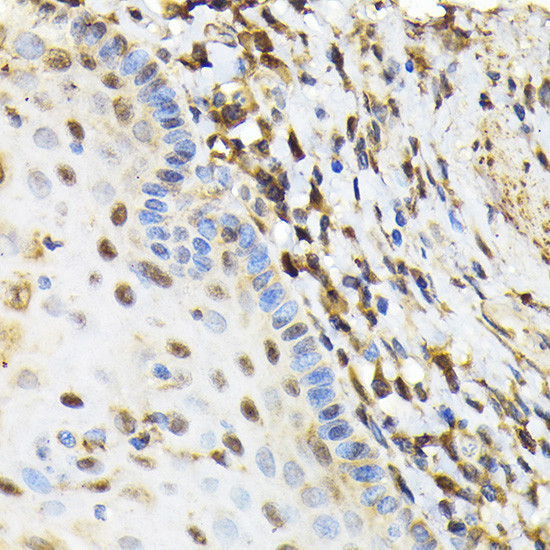 NRBF2 Antibody in Immunohistochemistry (Paraffin) (IHC (P))