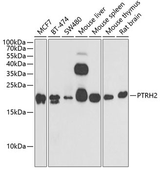 Bit1 Antibody in Western Blot (WB)