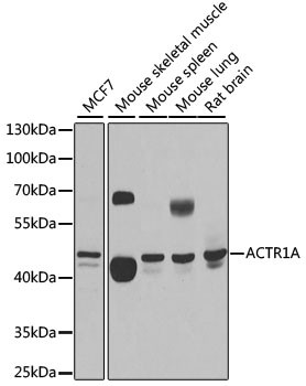 ACTR1A Antibody in Western Blot (WB)