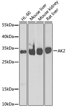 Adenylate Kinase 2 Antibody in Western Blot (WB)