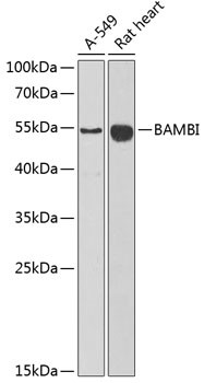 BAMBI Antibody in Western Blot (WB)