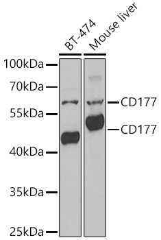 CD177 Antibody in Western Blot (WB)