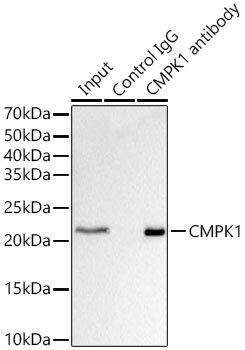CMPK1 Antibody in Immunoprecipitation (IP)
