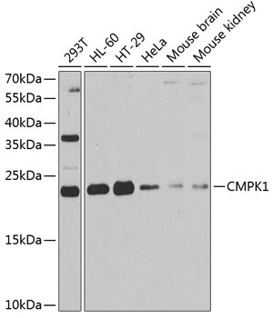 CMPK1 Antibody in Western Blot (WB)