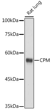 Carboxypeptidase M Antibody in Western Blot (WB)