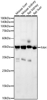 FAH Antibody in Western Blot (WB)