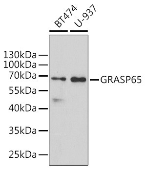 GRASP65 Antibody in Western Blot (WB)