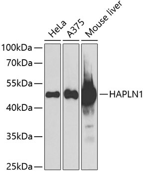 HAPLN1 Antibody in Western Blot (WB)