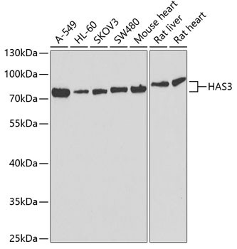 HAS3 Antibody in Western Blot (WB)