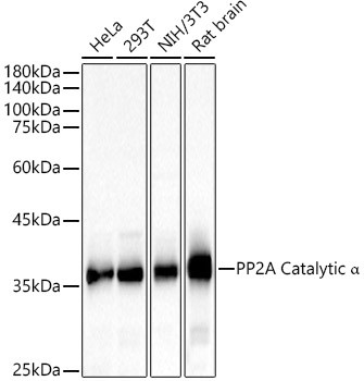 PP2A alpha Antibody in Western Blot (WB)