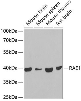 RAE1 Antibody in Western Blot (WB)