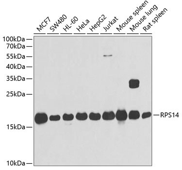 RPS14 Antibody in Western Blot (WB)