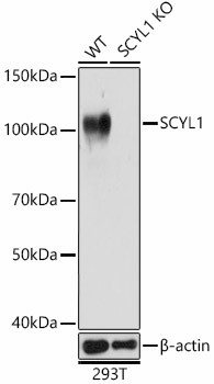 SCYL1 Antibody in Western Blot (WB)