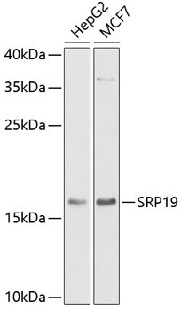 SRP19 Antibody in Western Blot (WB)