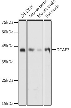 DCAF7 Antibody in Western Blot (WB)