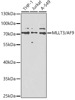 AF9 Antibody in Western Blot (WB)