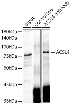 ACSL4 Antibody in Immunoprecipitation (IP)