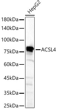 ACSL4 Antibody in Western Blot (WB)