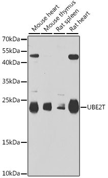 UBE2T Antibody in Western Blot (WB)