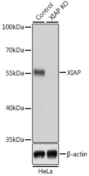 XIAP Antibody in Western Blot (WB)