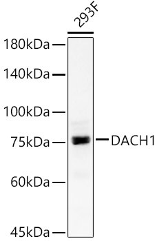 DACH1 Antibody in Western Blot (WB)