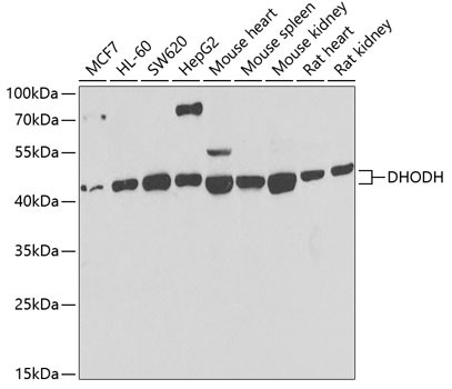 DHODH Antibody in Western Blot (WB)