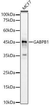 GABPB1 Antibody in Western Blot (WB)