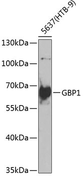 GBP1 Antibody in Western Blot (WB)