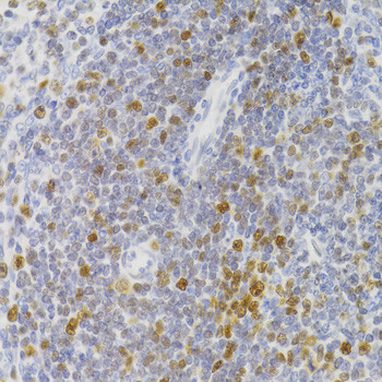 NASP Antibody in Immunohistochemistry (Paraffin) (IHC (P))