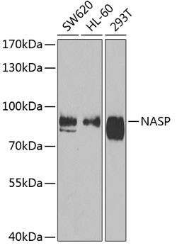 NASP Antibody in Western Blot (WB)