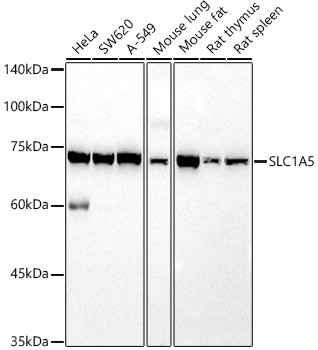 ASCT2 Antibody in Western Blot (WB)