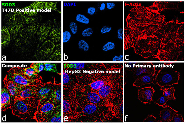 SOD3 Antibody in Immunocytochemistry (ICC/IF)