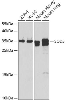 SOD3 Antibody in Western Blot (WB)