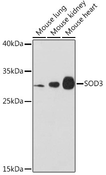 SOD3 Antibody in Western Blot (WB)