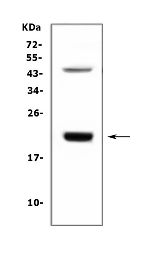 Growth Hormone Antibody in Western Blot (WB)