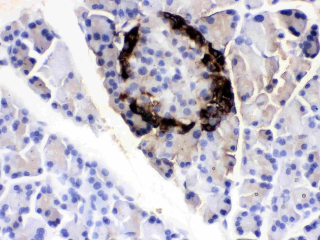 VIP Antibody in Immunohistochemistry (Paraffin) (IHC (P))