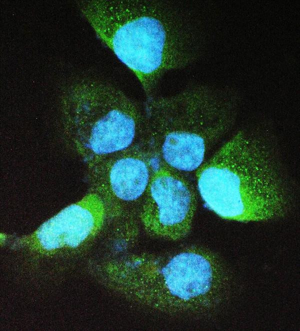 ADH5 Antibody in Immunocytochemistry (ICC/IF)