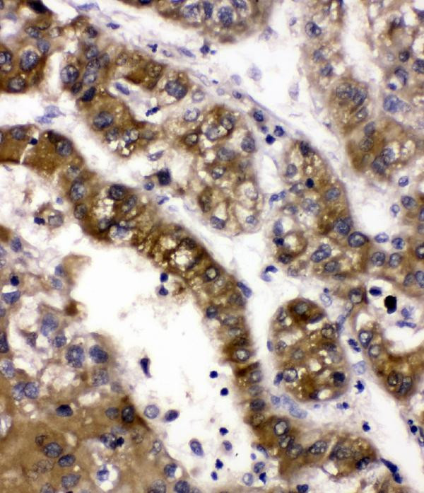 ADH5 Antibody in Immunohistochemistry (Paraffin) (IHC (P))